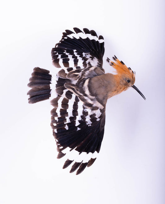Hoopoe Taxidermy Wall Mount For Sale