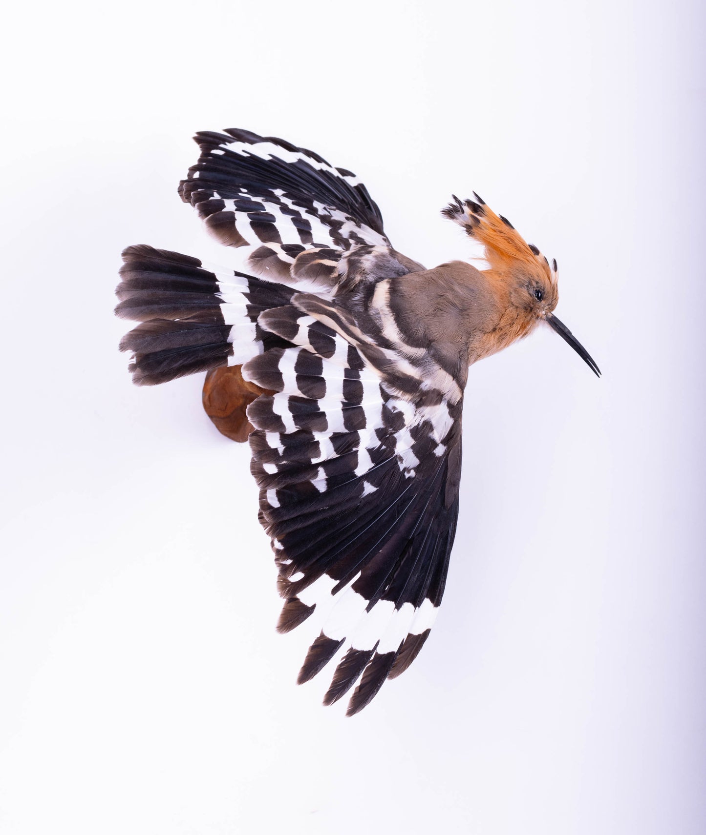Hoopoe Taxidermy Wall Mount For Sale