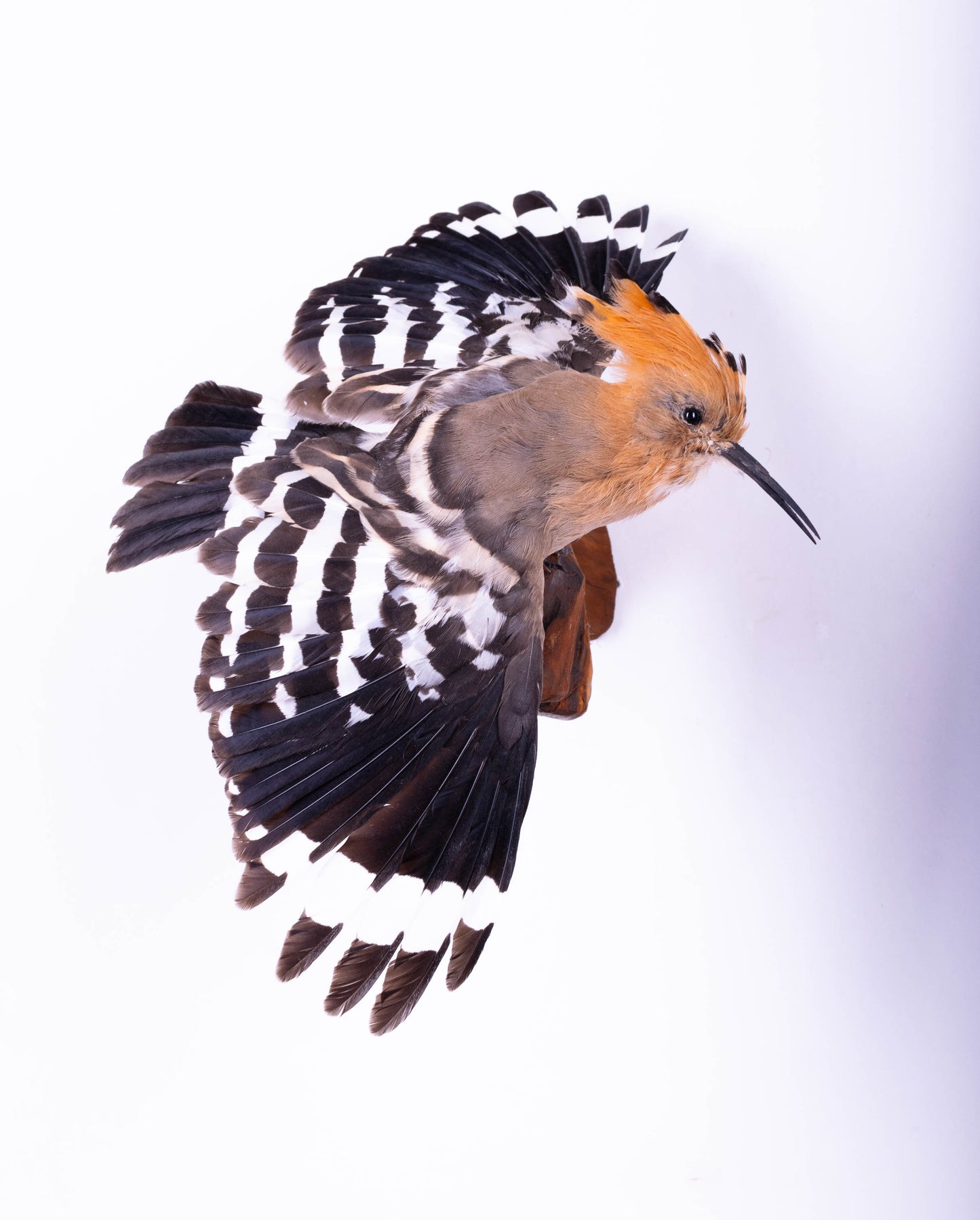 Hoopoe Taxidermy Wall Mount For Sale