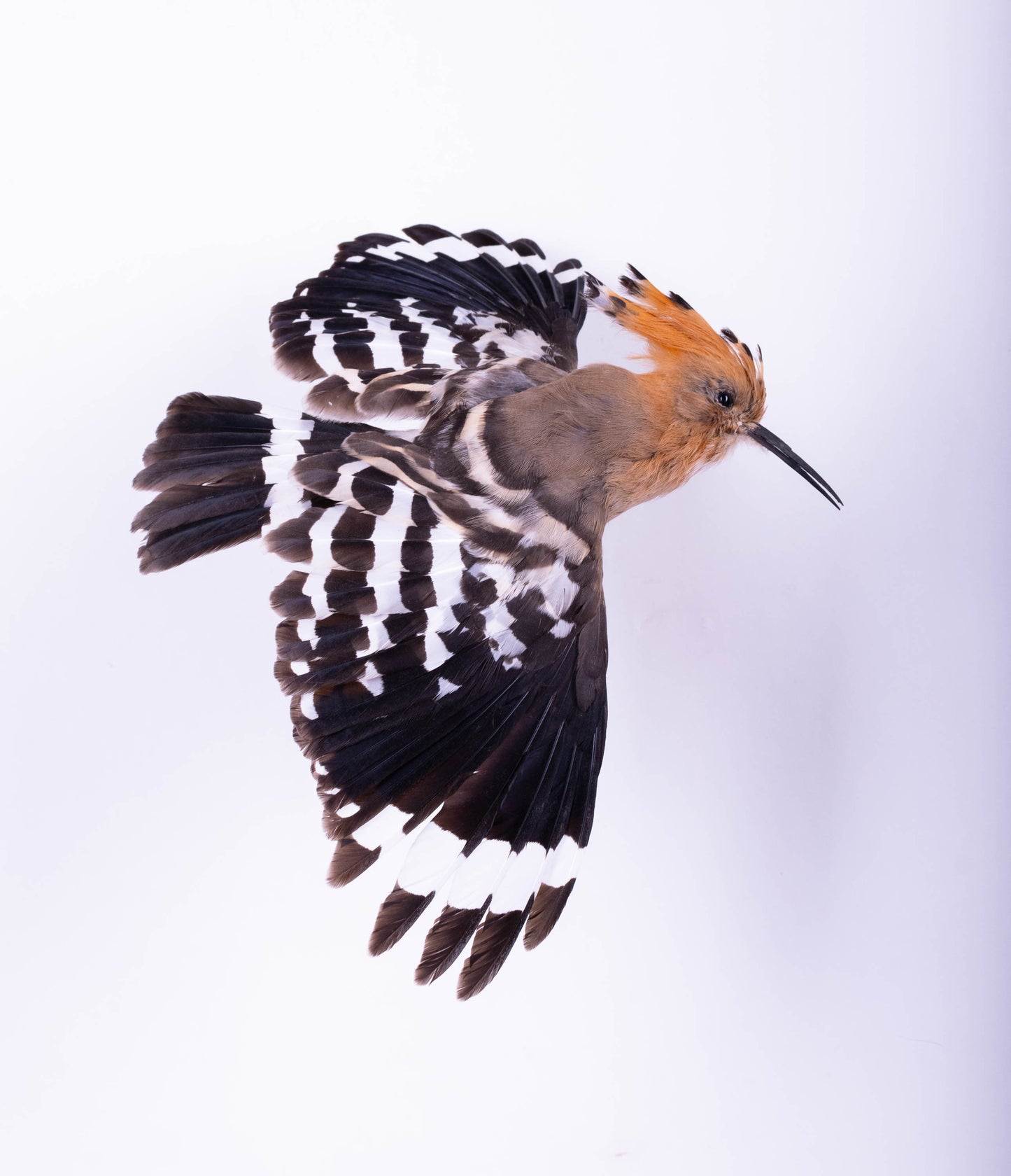 Hoopoe Taxidermy Wall Mount For Sale