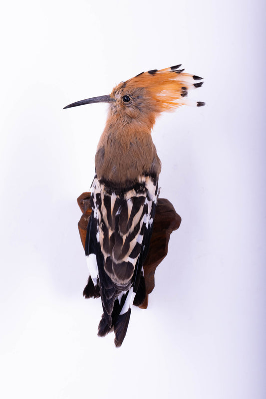 Hoopoe Taxidermy Wall Mount For Sale