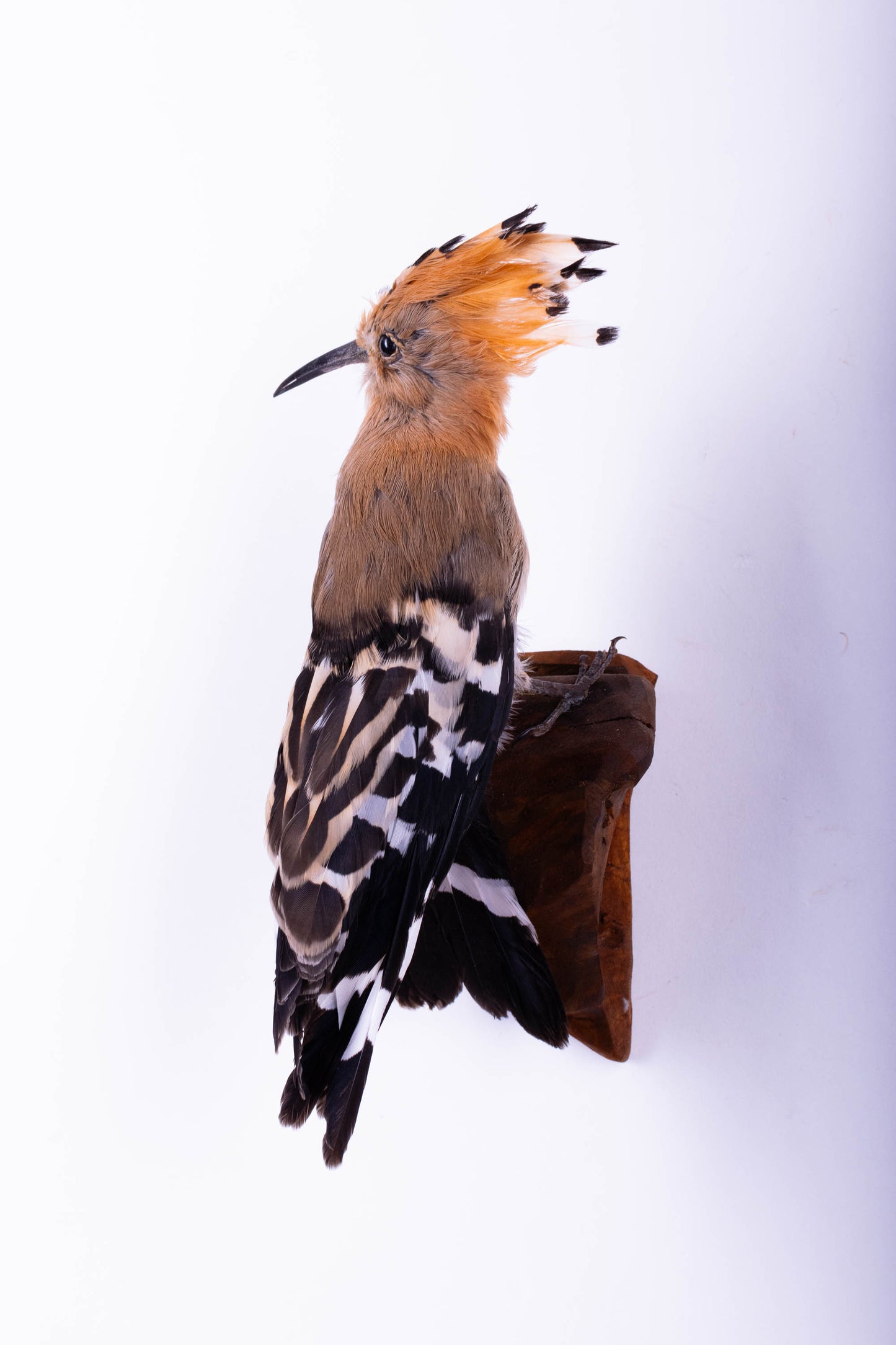 Hoopoe Taxidermy Wall Mount For Sale