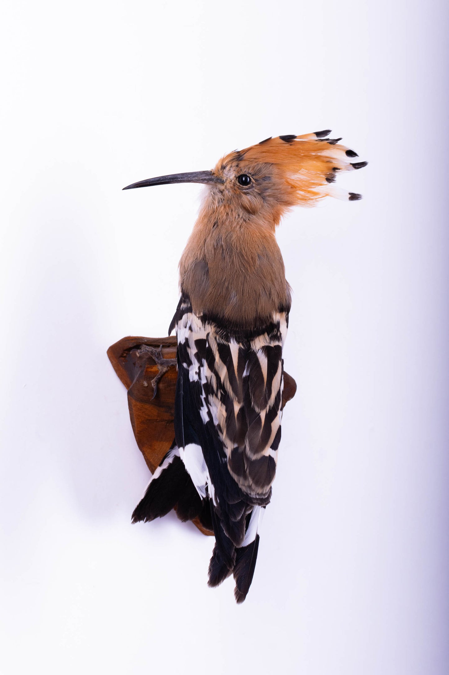 Hoopoe Taxidermy Wall Mount For Sale