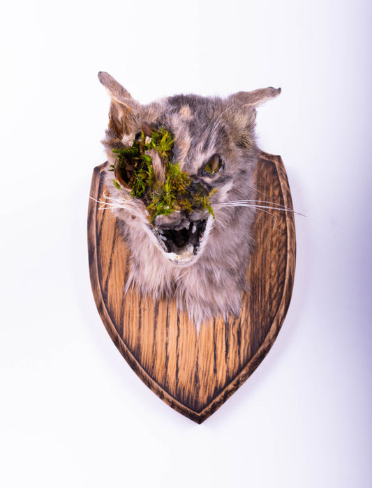 Cat Taxidermy Wall Mount For Sale