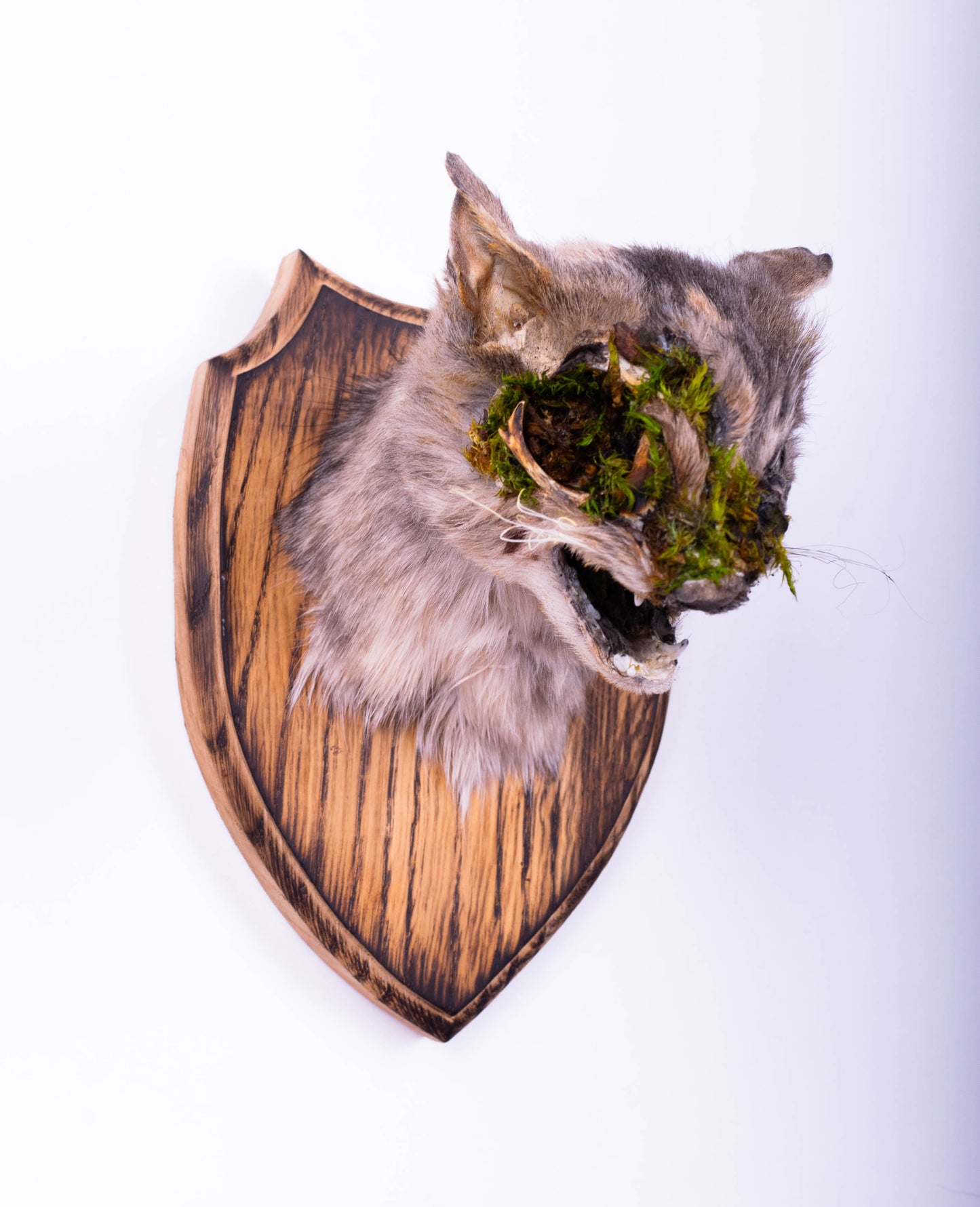 Cat Taxidermy Wall Mount For Sale