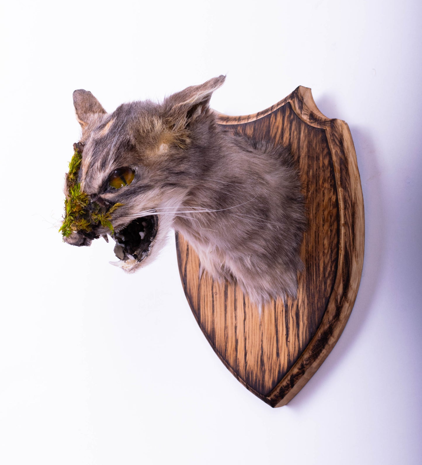 Cat Taxidermy Wall Mount For Sale
