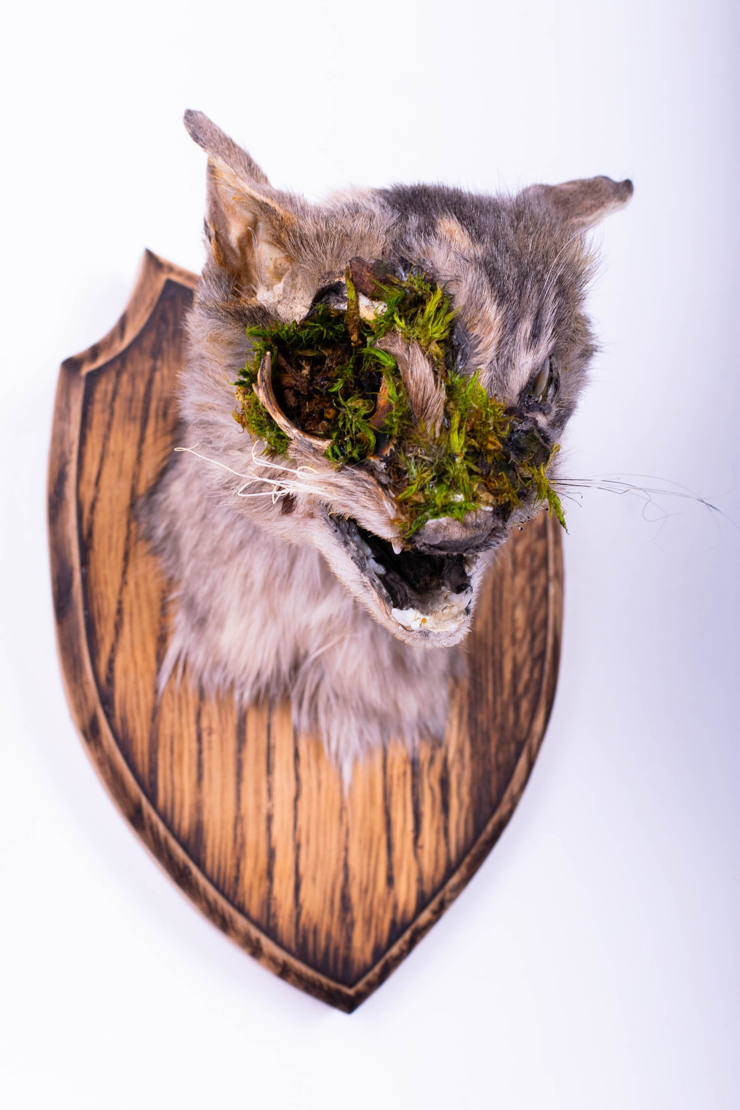 Cat Taxidermy Wall Mount For Sale