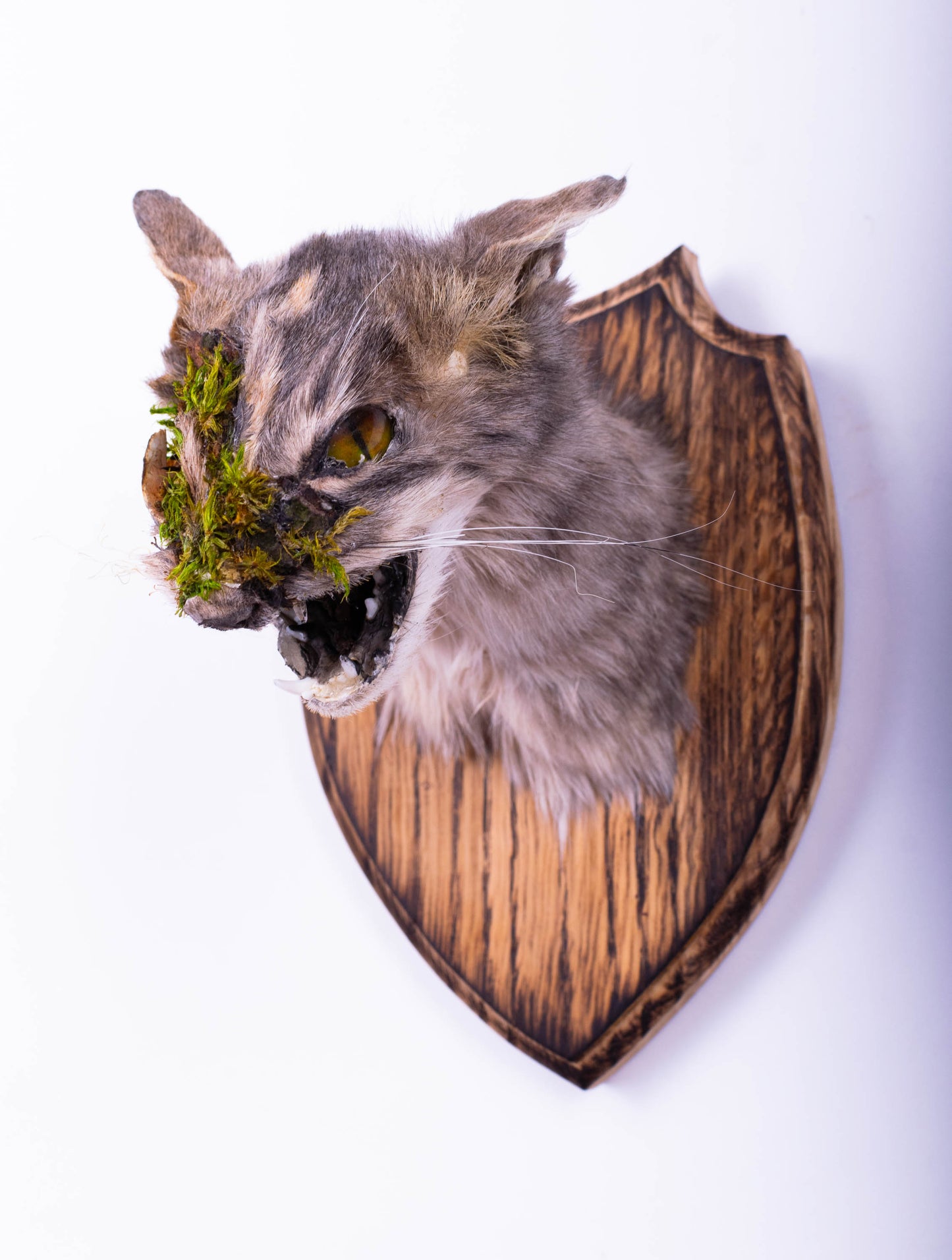 Cat Taxidermy Wall Mount For Sale