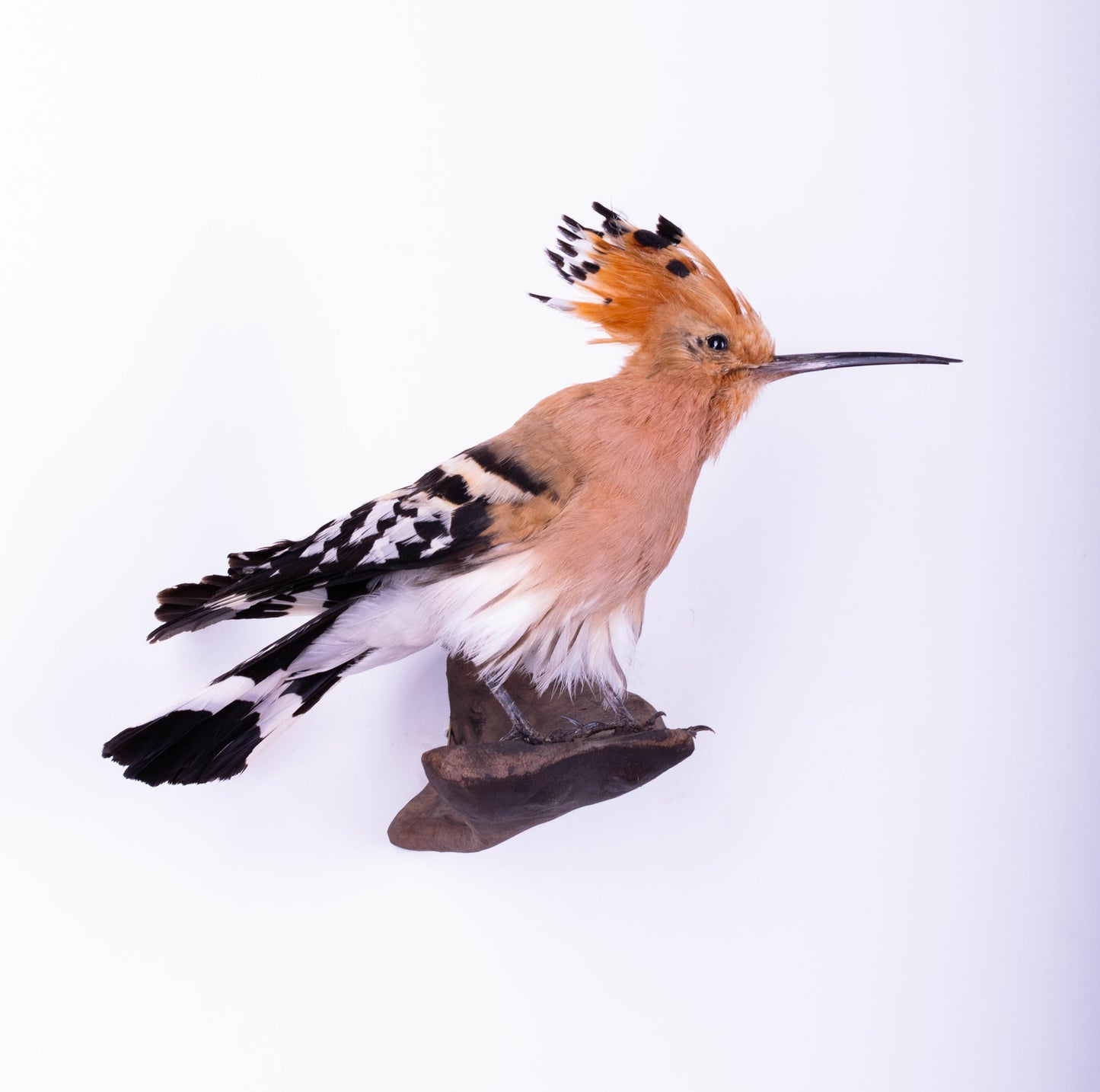 Hoopoe Taxidermy Wall Mount For Sale