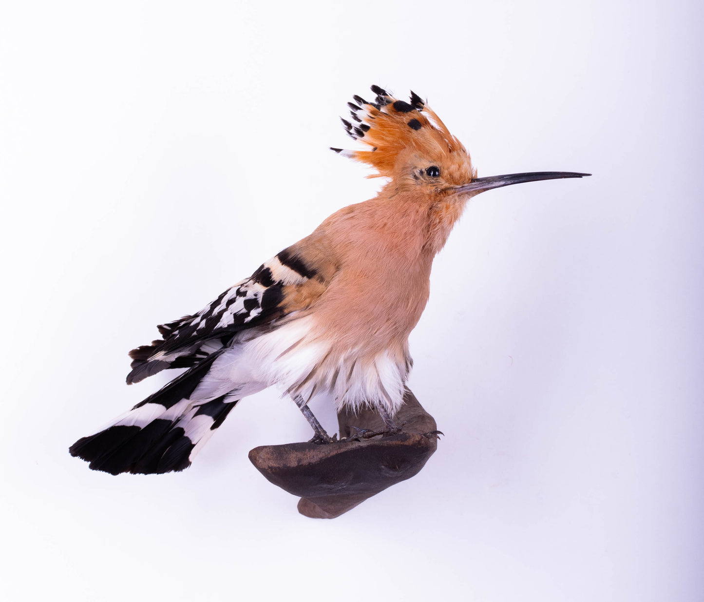 Hoopoe Taxidermy Wall Mount For Sale