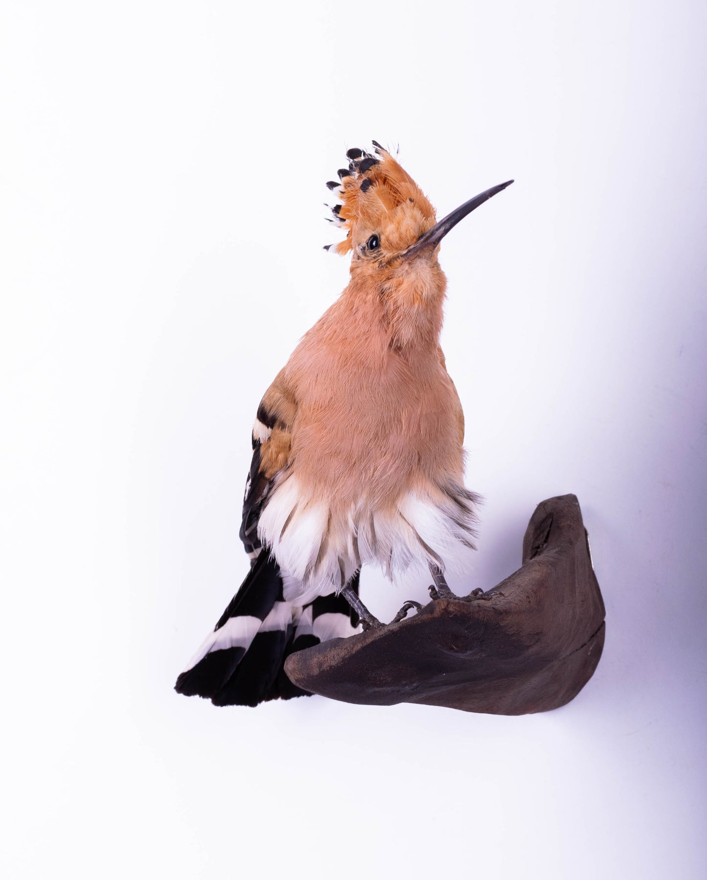 Hoopoe Taxidermy Wall Mount For Sale