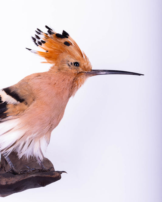 Hoopoe Taxidermy Wall Mount For Sale
