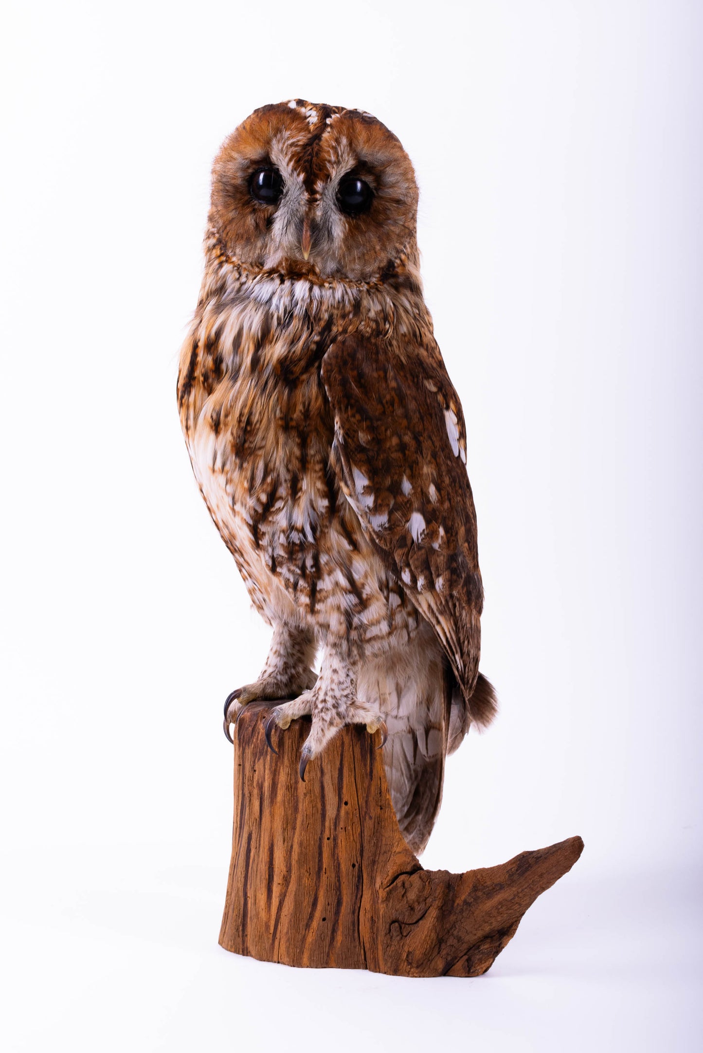 Tawny Owl Taxidermy Stand Mount For Sale
