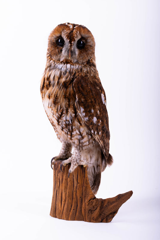Tawny Owl Taxidermy Stand Mount For Sale
