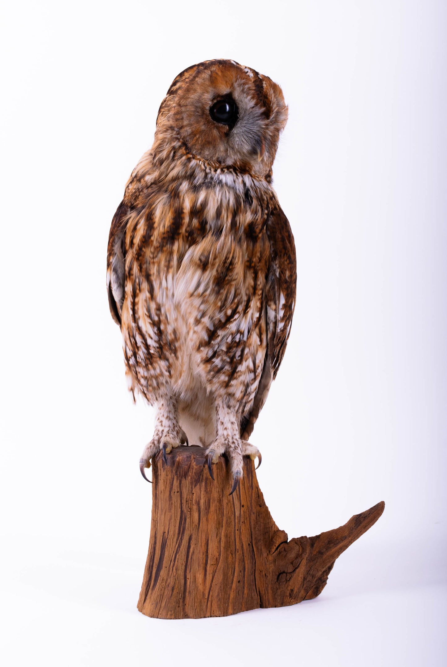 Tawny Owl Taxidermy Stand Mount For Sale