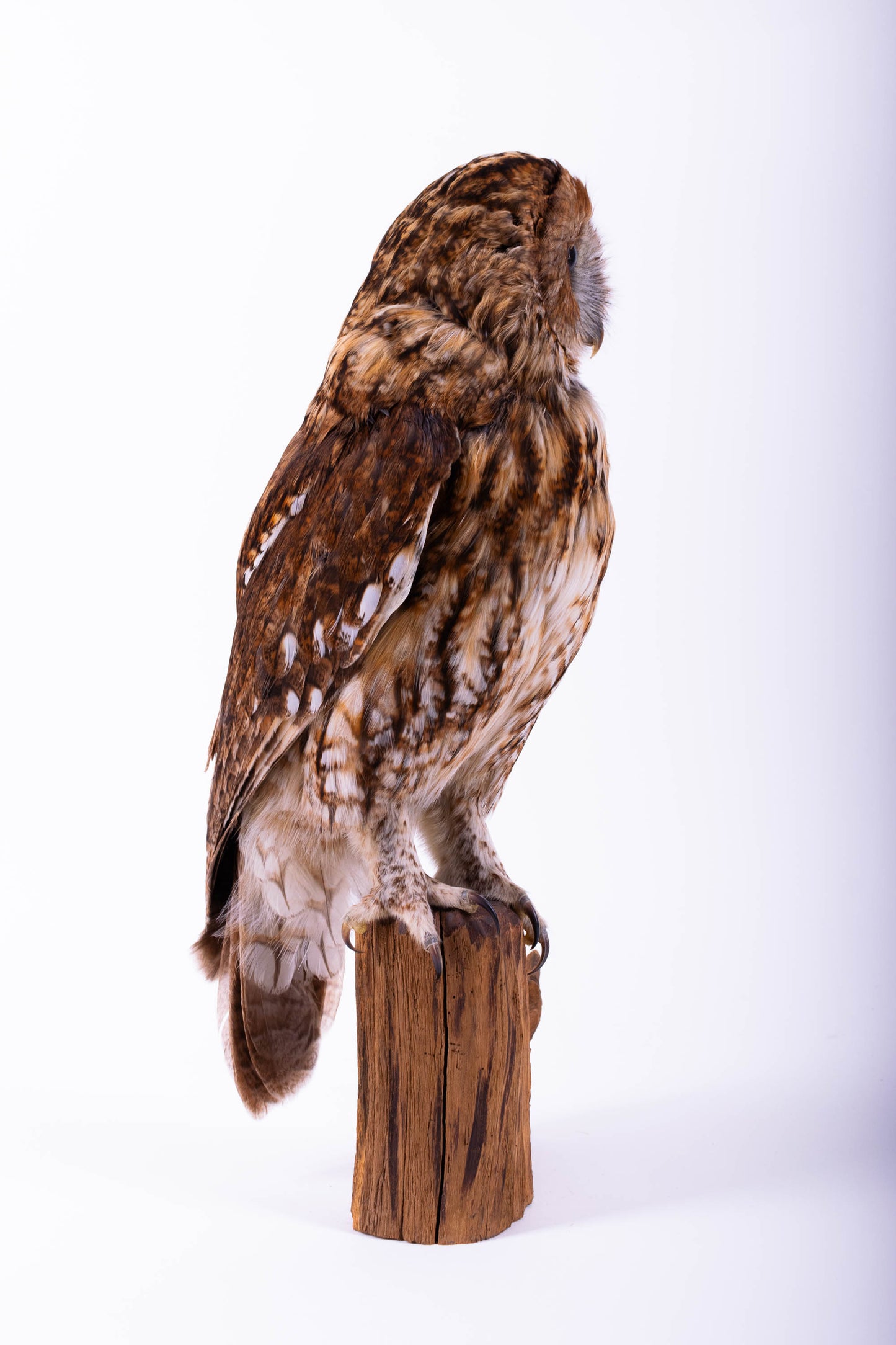 Tawny Owl Taxidermy Stand Mount For Sale