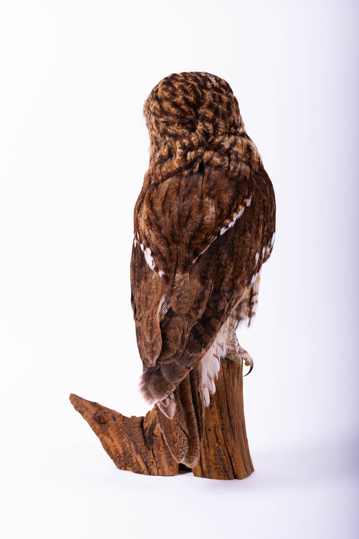 Tawny Owl Taxidermy Stand Mount For Sale