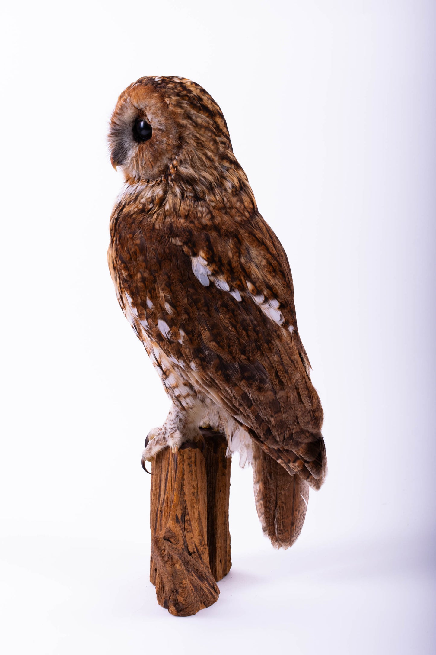 Tawny Owl Taxidermy Stand Mount For Sale