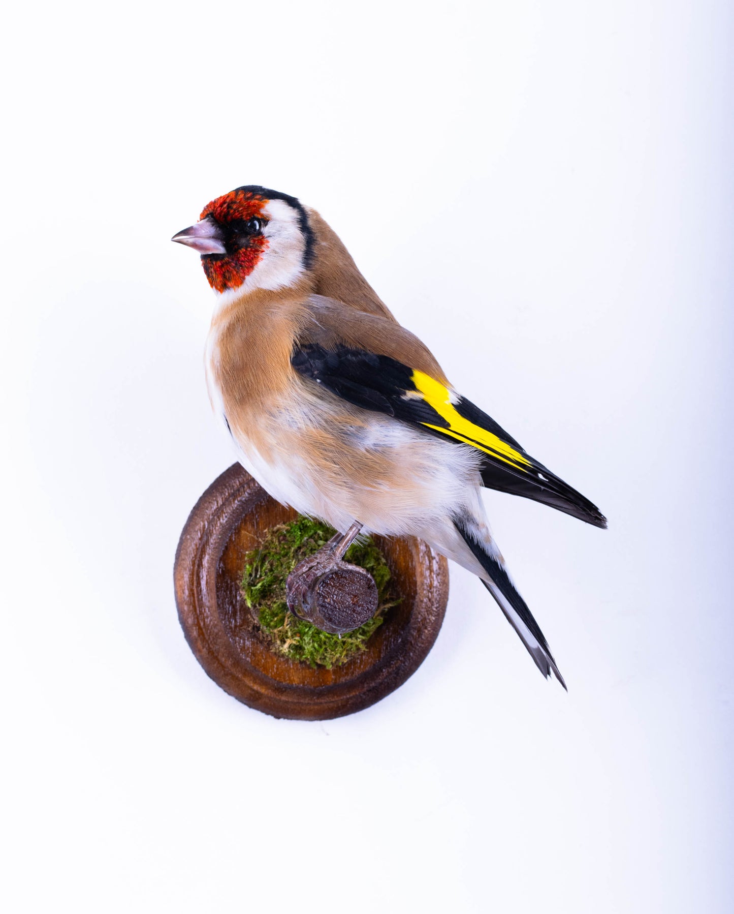Goldfinch Taxidermy Wall Mount For Sale