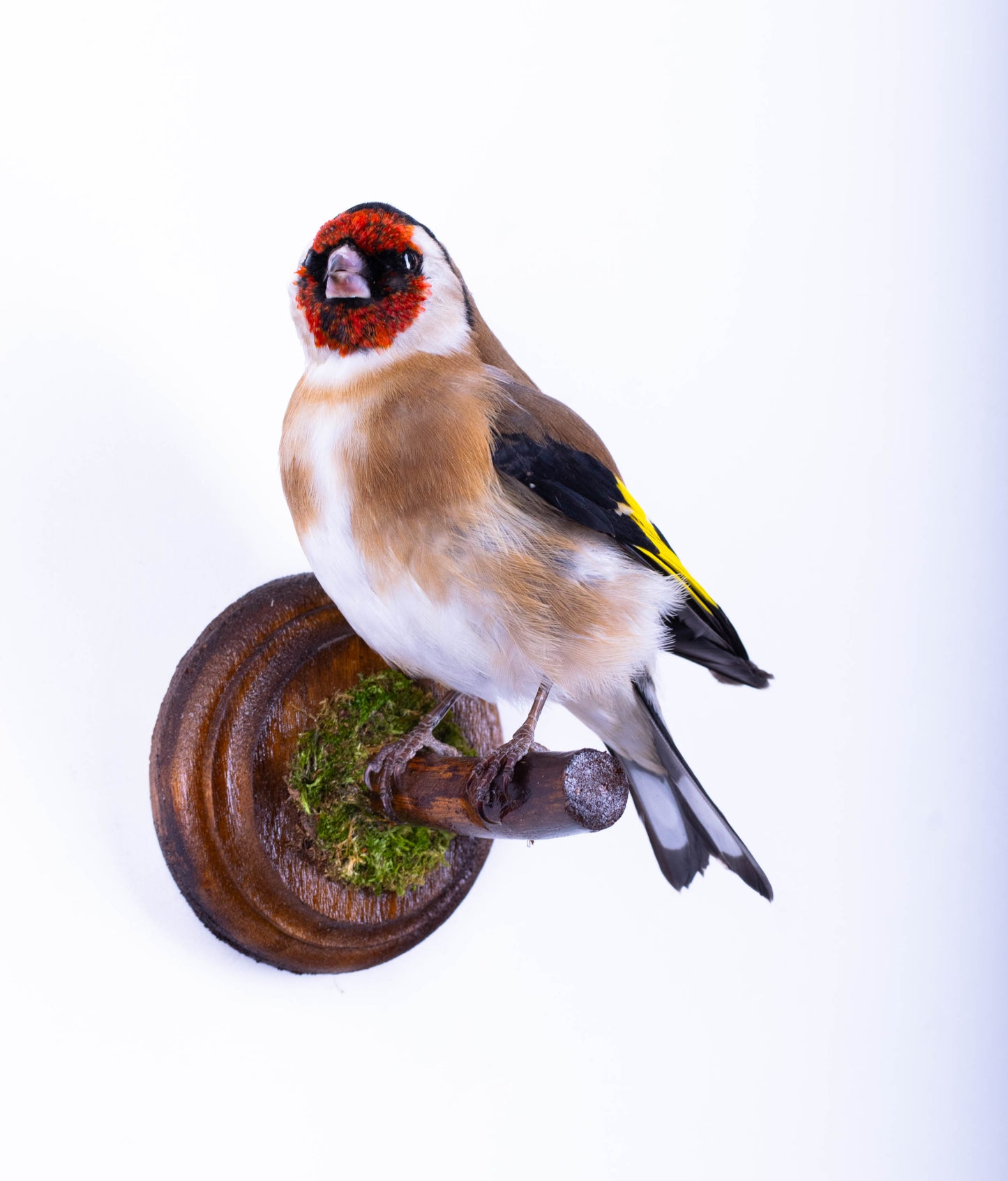 Goldfinch Taxidermy Wall Mount For Sale