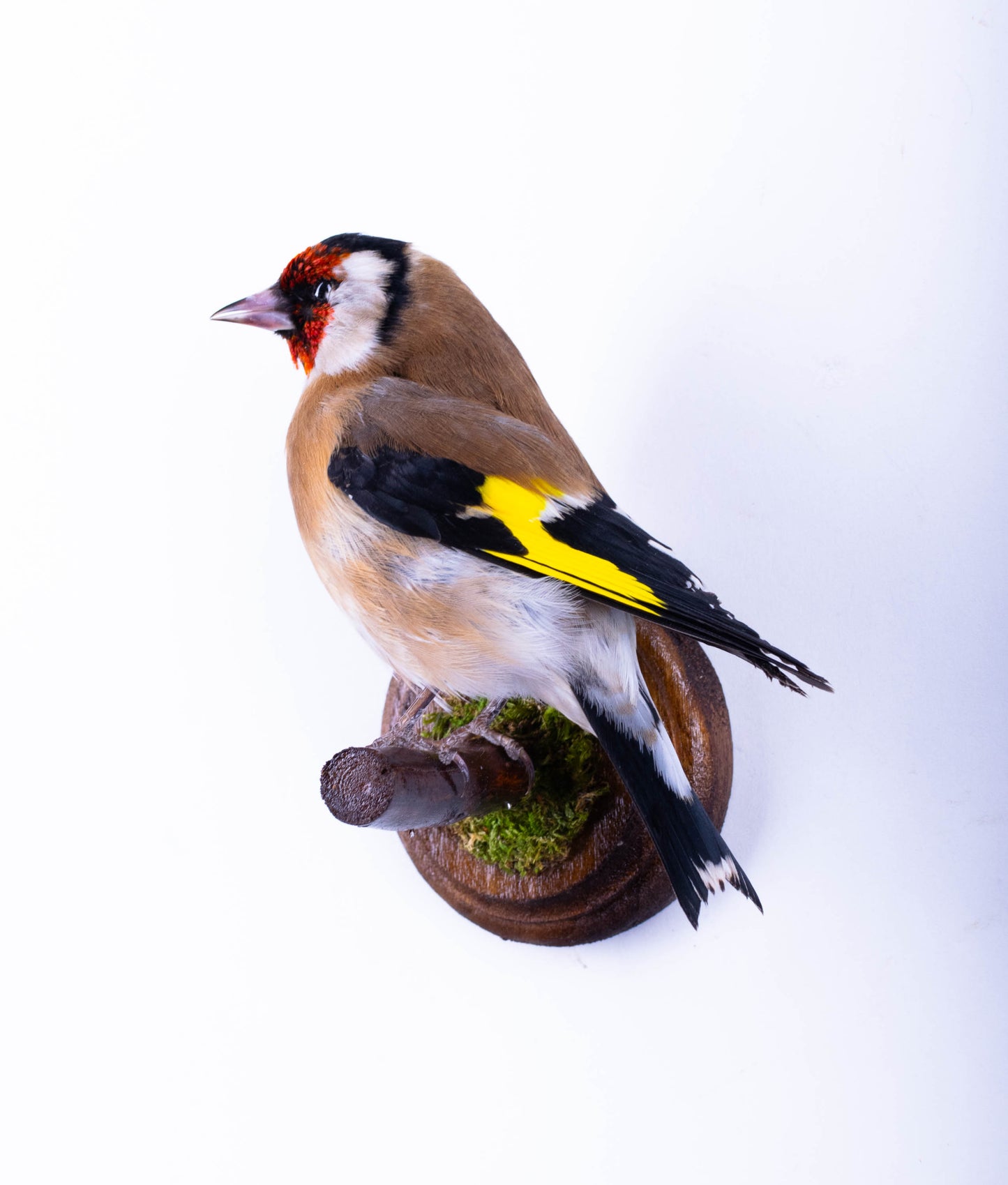 Goldfinch Taxidermy Wall Mount For Sale
