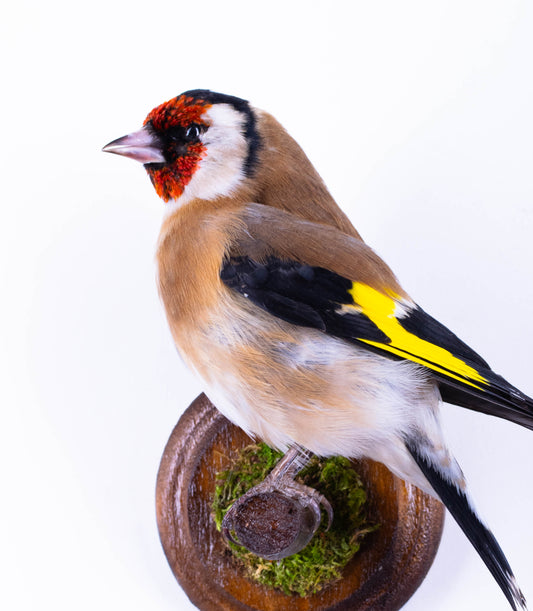 Goldfinch Taxidermy Wall Mount For Sale
