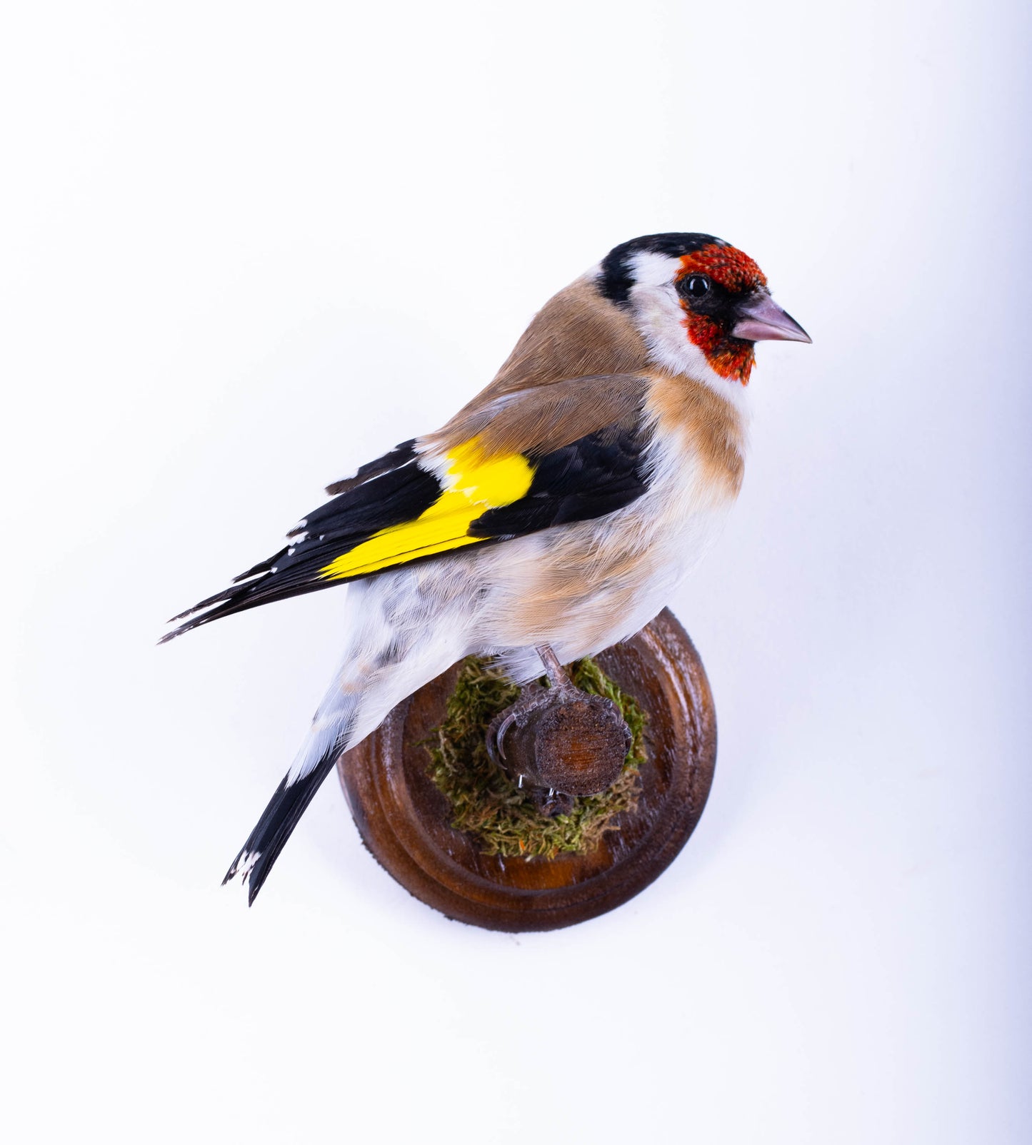 Goldfinch Taxidermy Wall Mount For Sale