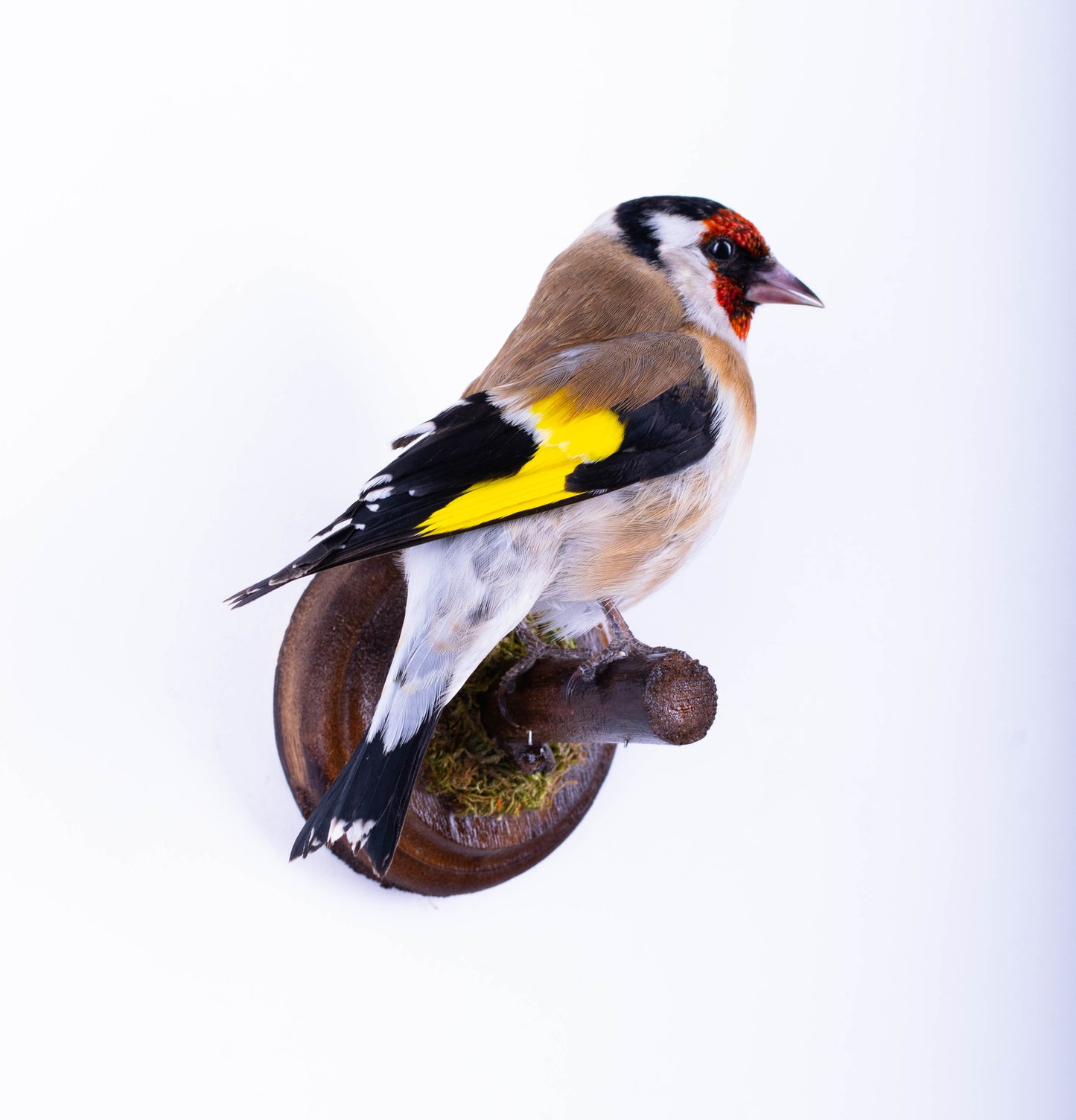 Goldfinch Taxidermy Wall Mount For Sale