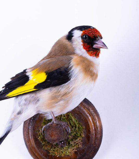 Goldfinch Taxidermy Wall Mount For Sale