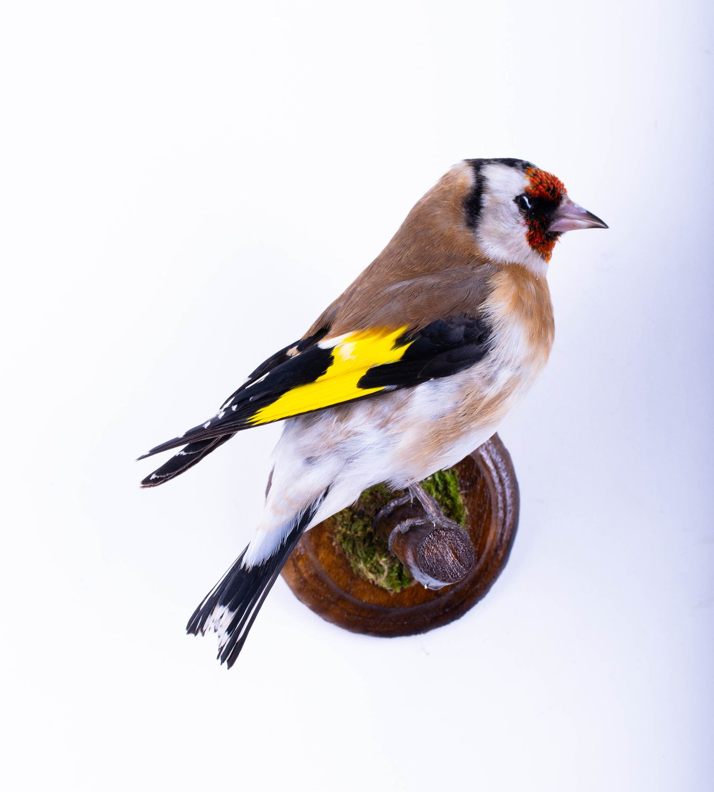Goldfinch Taxidermy Wall Mount For Sale