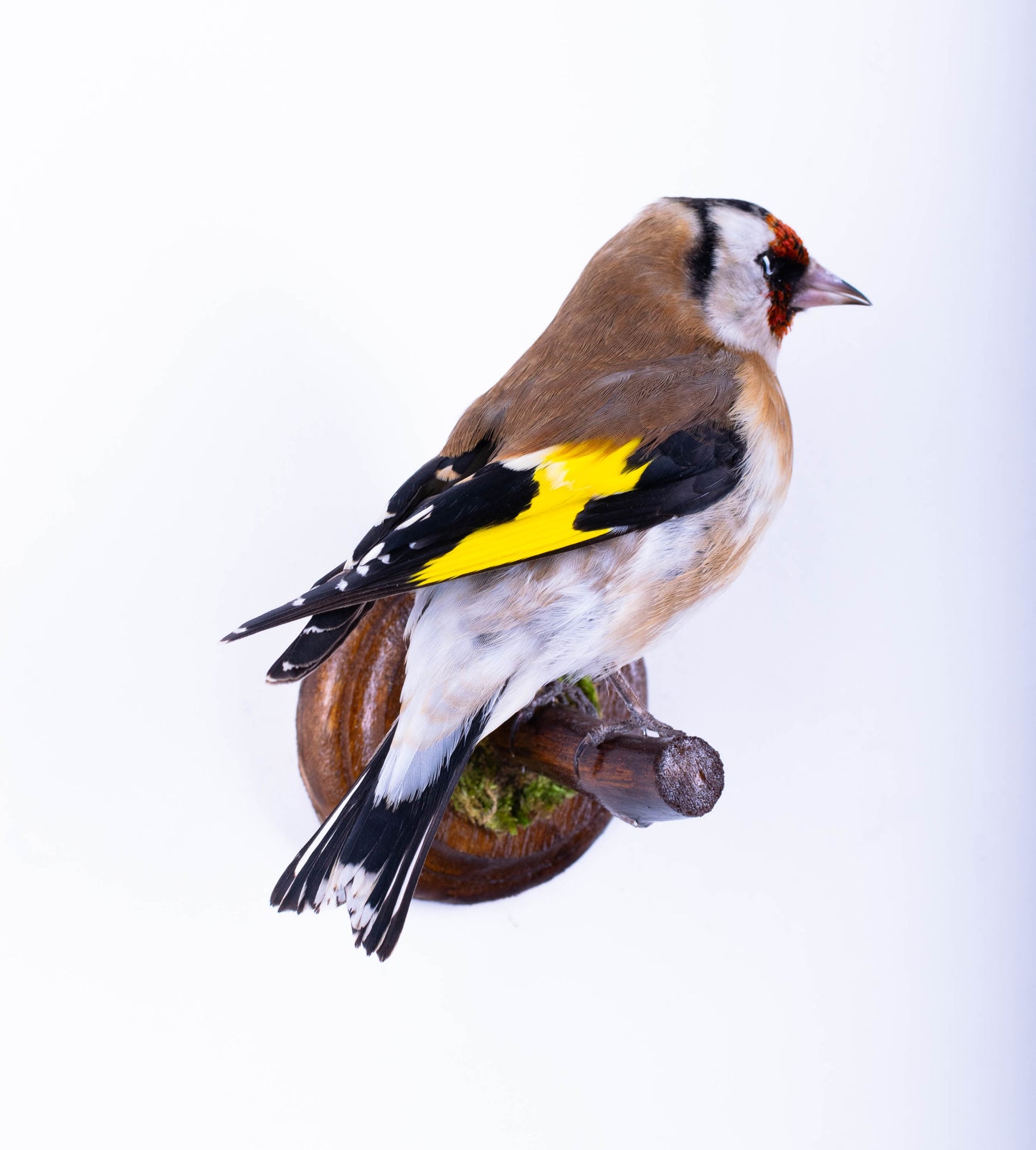 Goldfinch Taxidermy Wall Mount For Sale