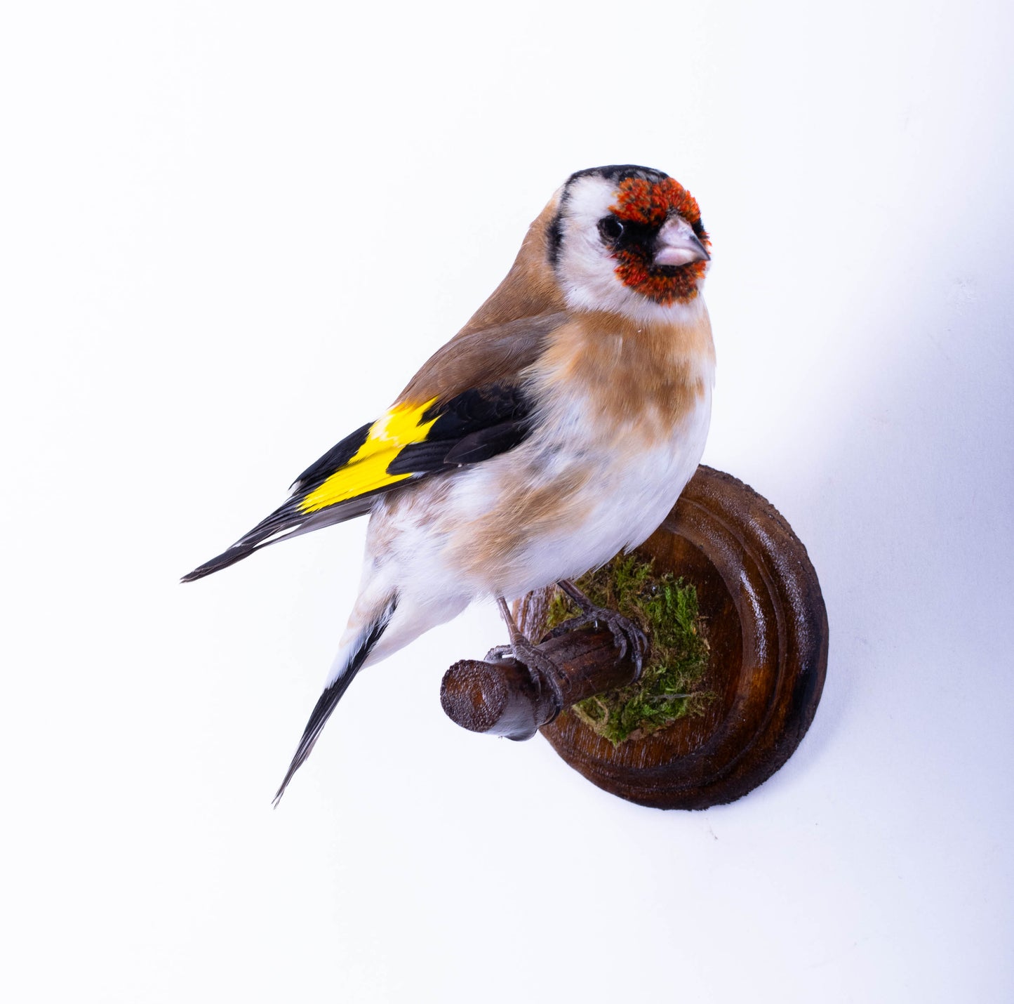 Goldfinch Taxidermy Wall Mount For Sale
