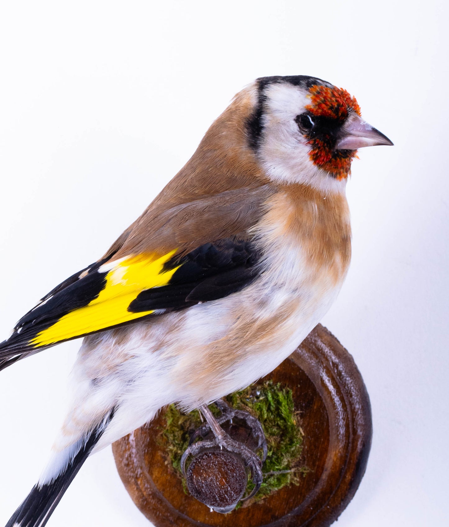 Goldfinch Taxidermy Wall Mount For Sale