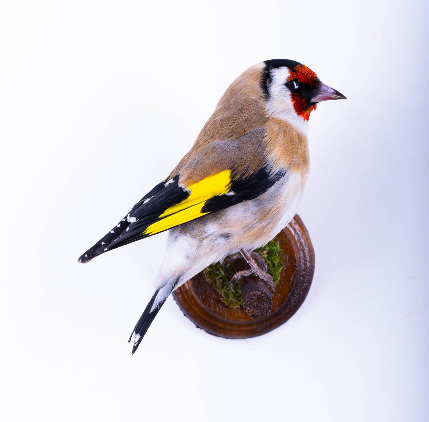 Goldfinch Taxidermy Wall Mount