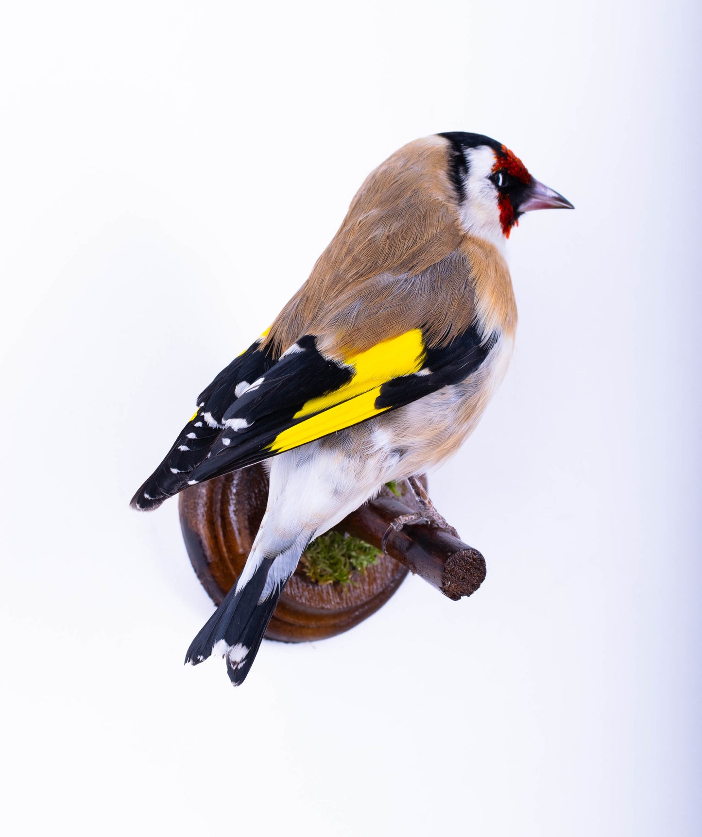 Goldfinch Taxidermy Wall Mount