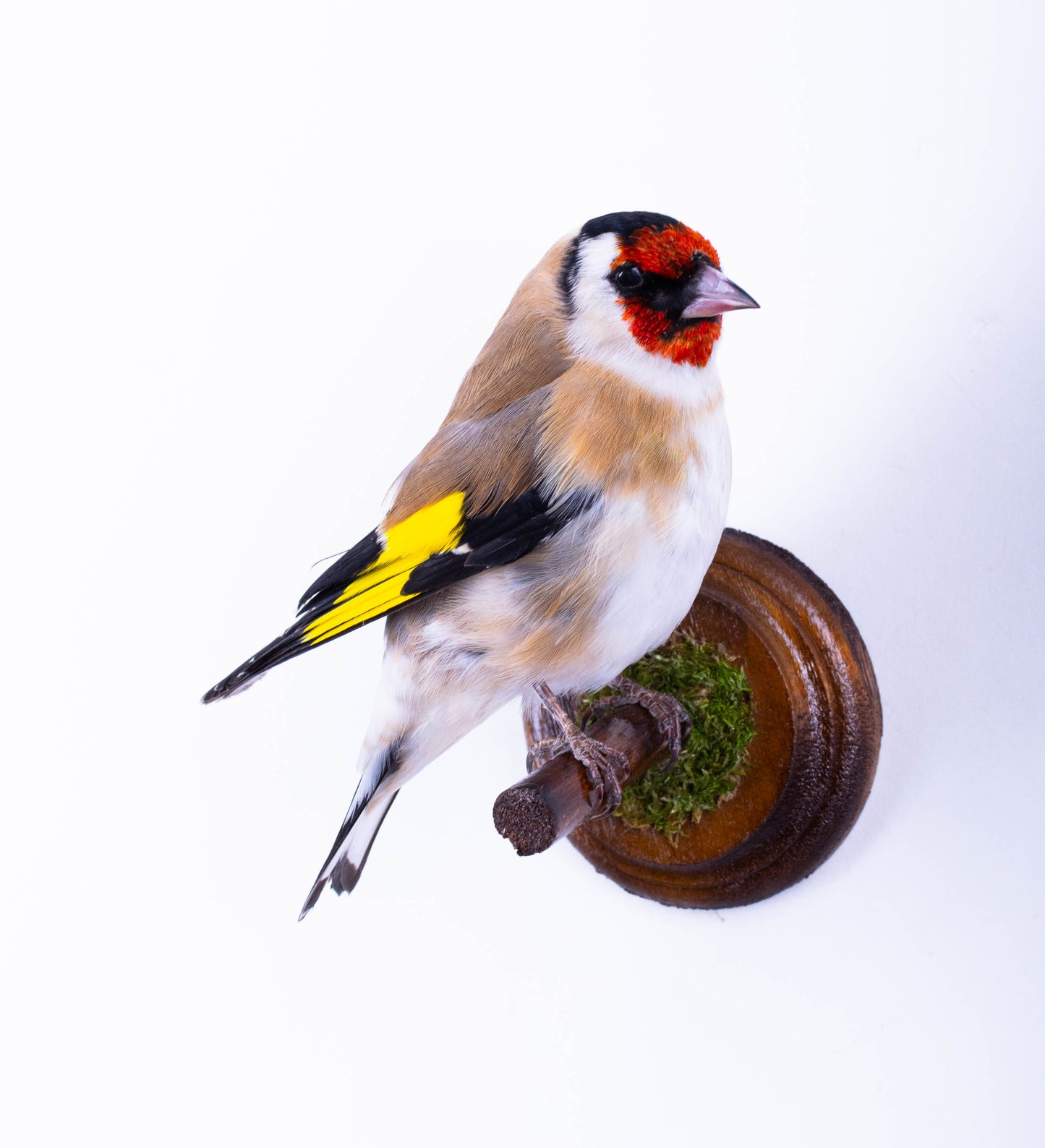 Goldfinch Taxidermy Wall Mount