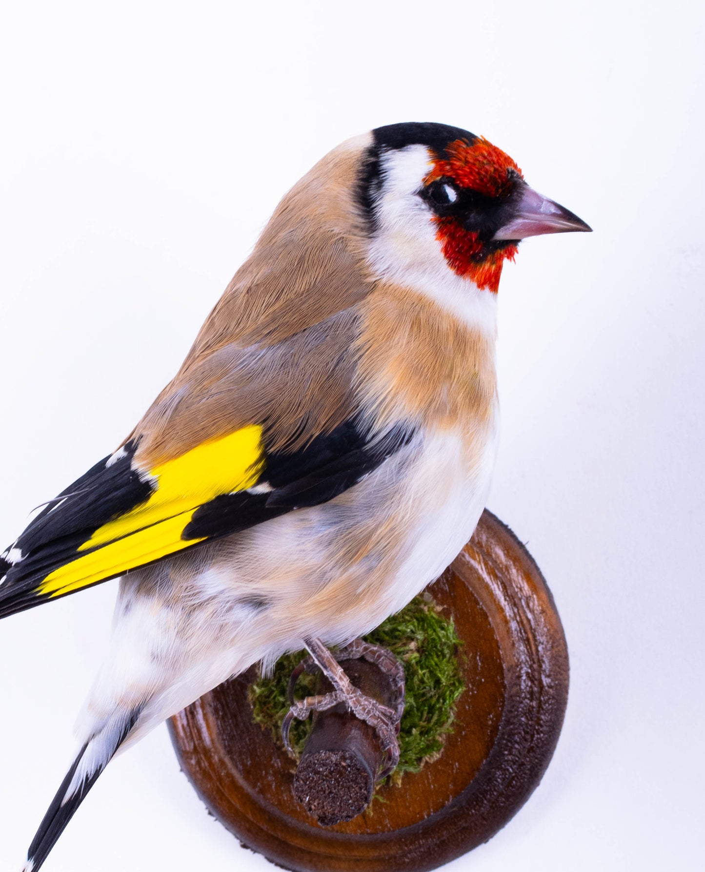 Goldfinch Taxidermy Wall Mount