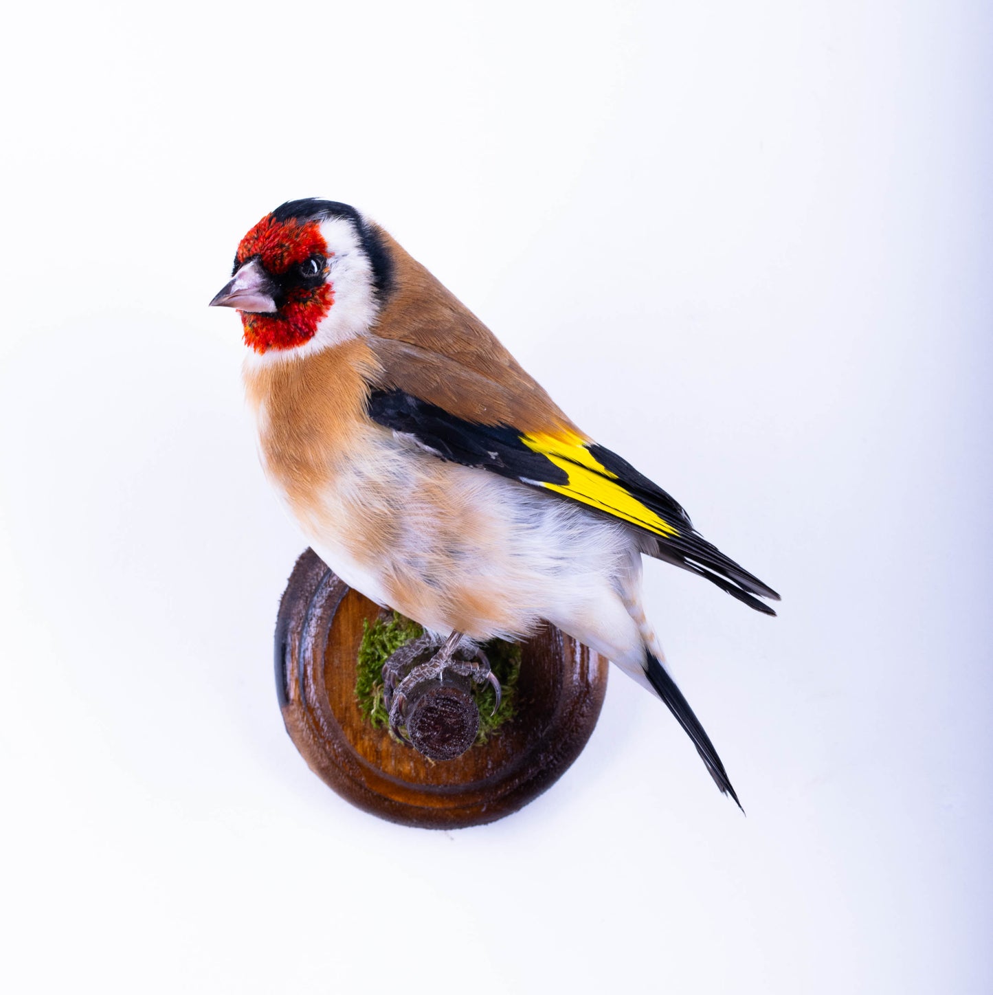 Goldfinch Taxidermy Wall Mount For Sale