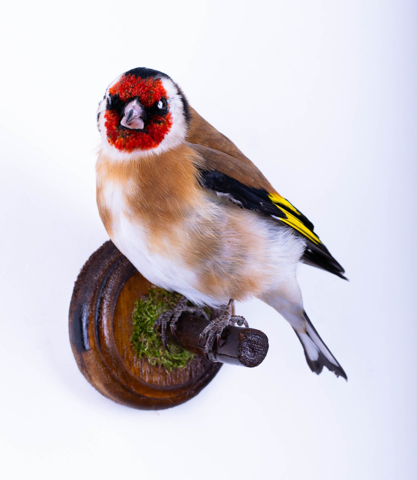 Goldfinch Taxidermy Wall Mount For Sale