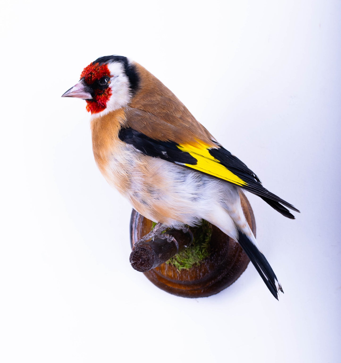 Goldfinch Taxidermy Wall Mount For Sale