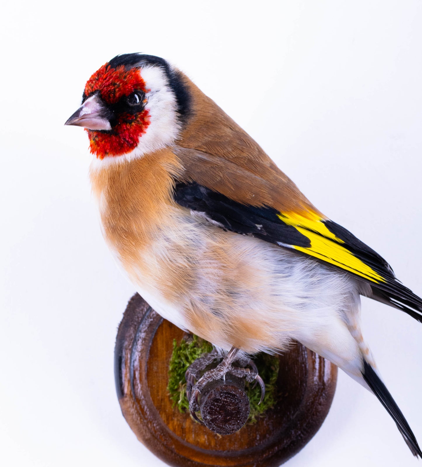Goldfinch Taxidermy Wall Mount For Sale