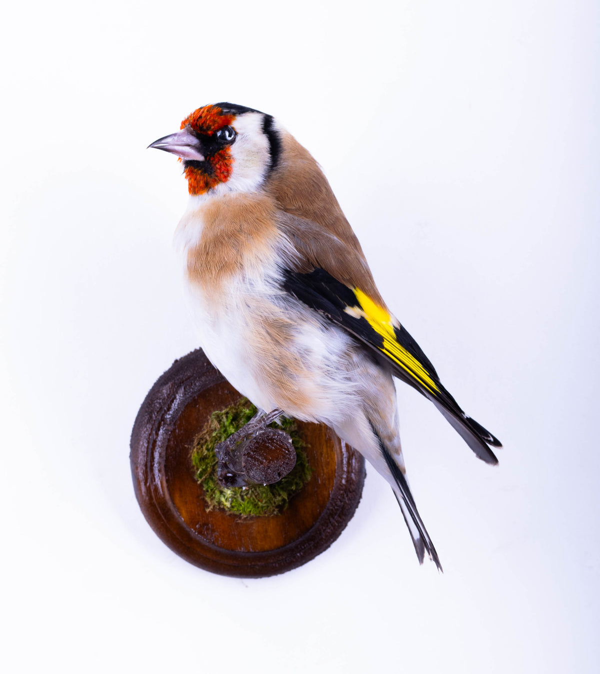 Taxidermy Goldfinch Wall Mount