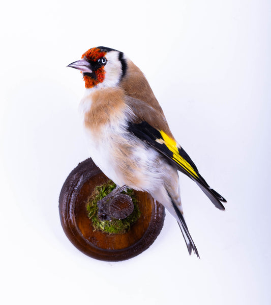 Taxidermy Goldfinch Wall Mount