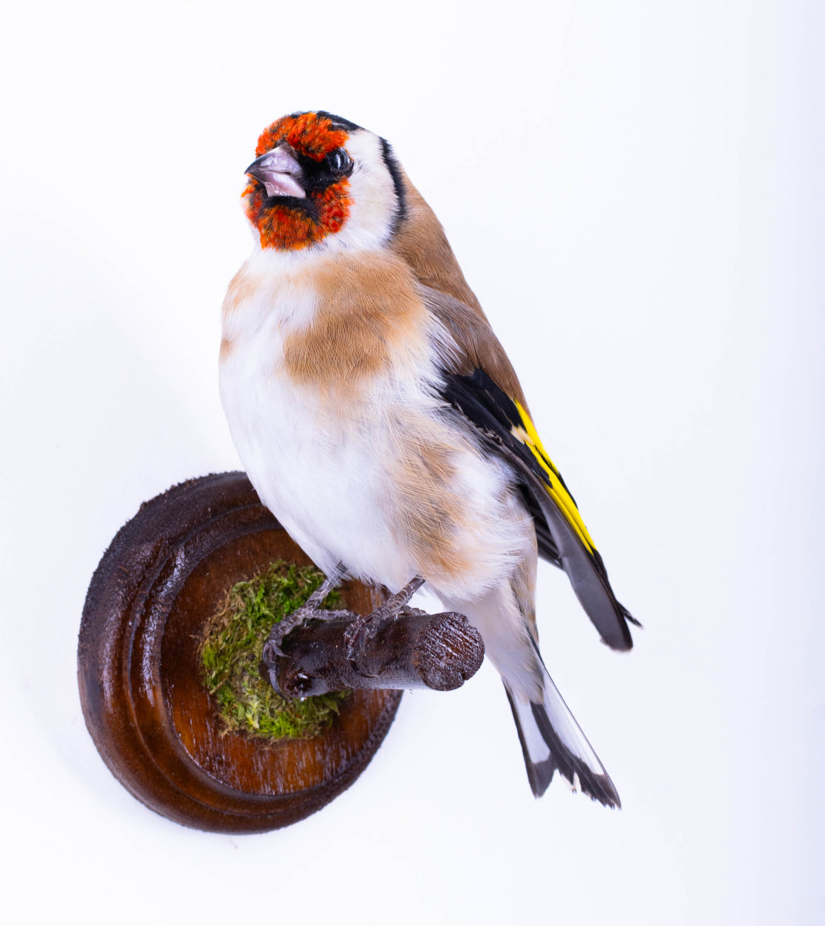 Taxidermy Goldfinch Wall Mount