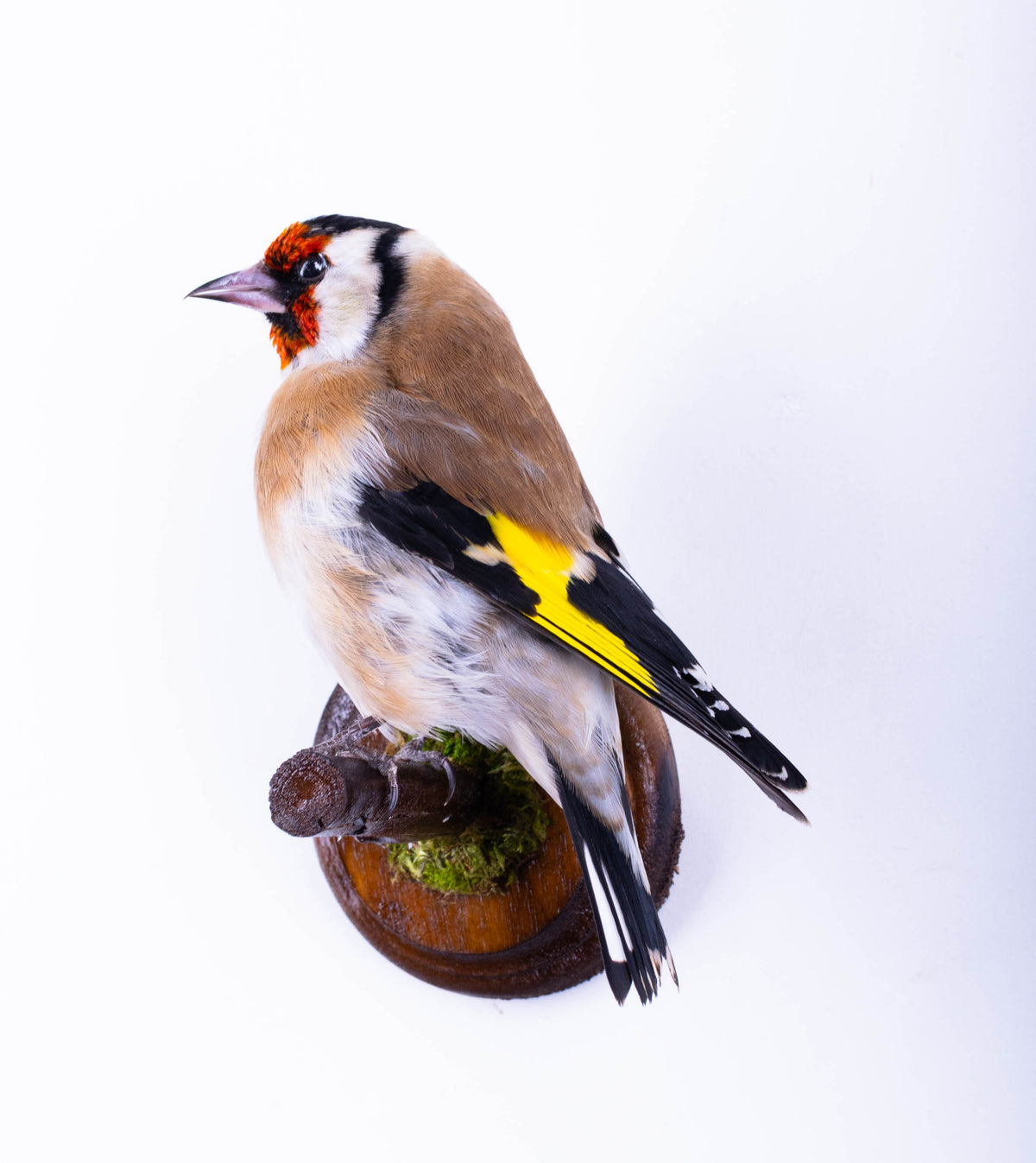 Taxidermy Goldfinch Wall Mount