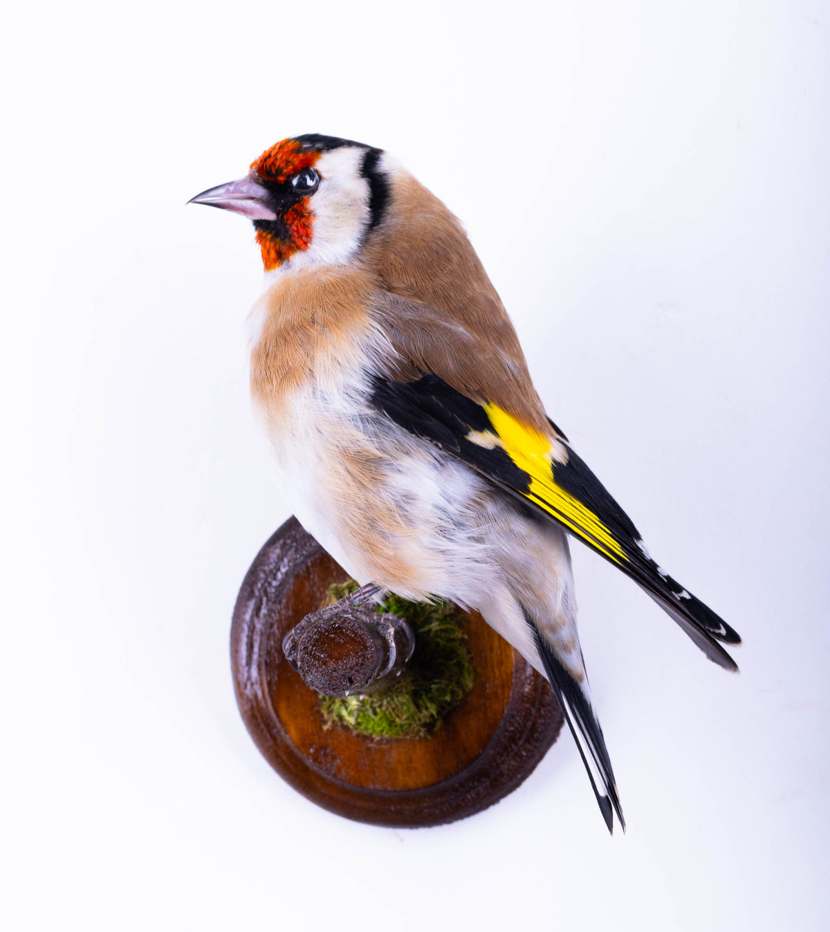 Taxidermy Goldfinch Wall Mount
