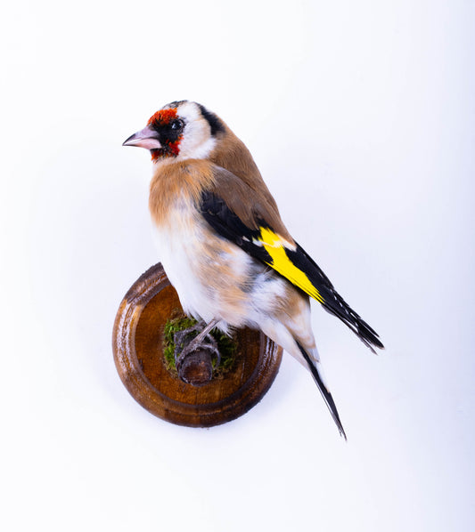 Goldfinch Taxidermy Wall Mount