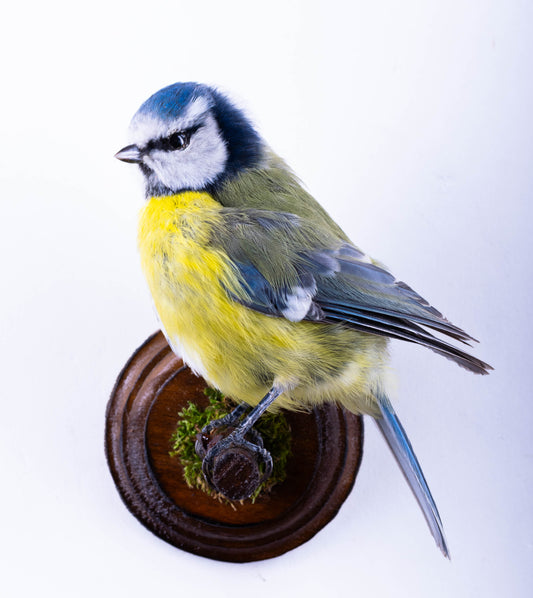 Blue Tit Taxidermy Wall Mount