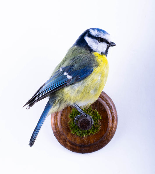 Blue Tit Taxidermy Wall Mount