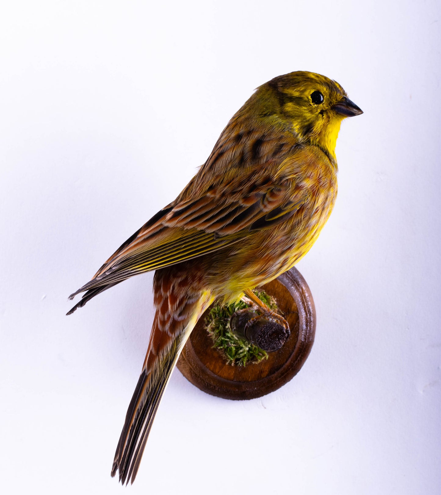 Yellowhammer Taxidermy Wall Mount